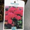 Hydrangea macrophylla rood