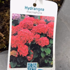 Hydrangea macrophylla rood