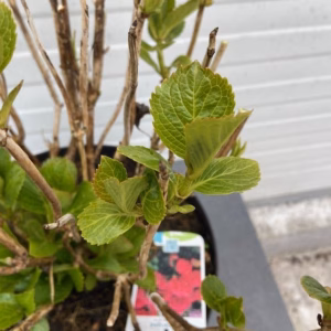 Hydrangea macrophylla roze