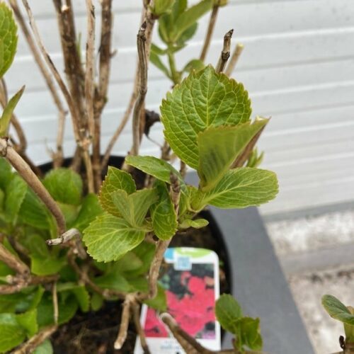 Hydrangea macrophylla roze