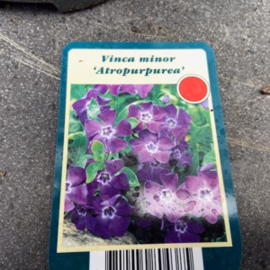 Vinca minor 'Altropurpurea'