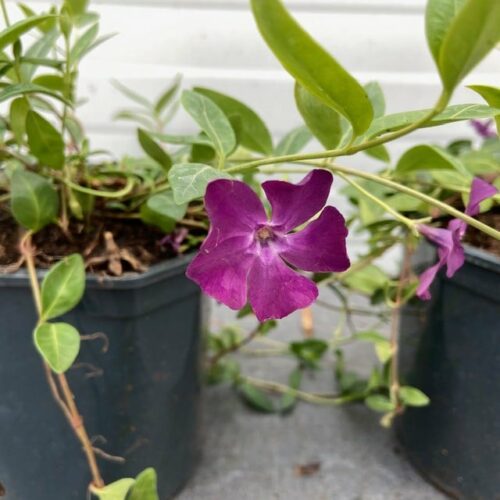 Vinca minor 'Altropurpurea'