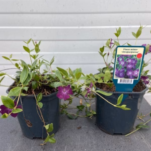 Vinca minor 'Altropurpurea'
