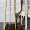Vitis (wijndruif) Pinot Gris geënt op onderstam