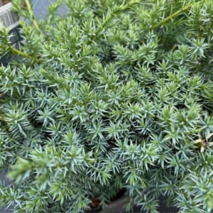 Juniperus chinensis 'Blue Alps'