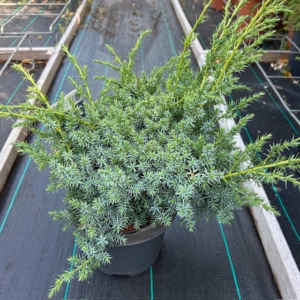 Juniperus chinensis 'Blue Alps'