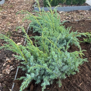 Juniperus chinensis 'Blue Alps'