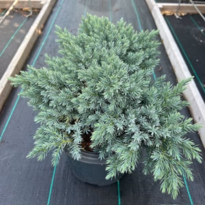 Juniperus squamata 'Blue Star'