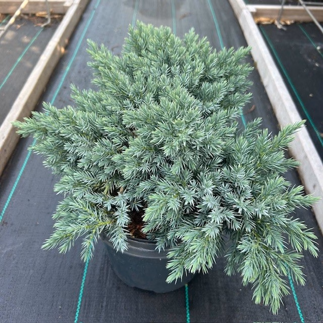 Juniperus squamata 'Blue Star'