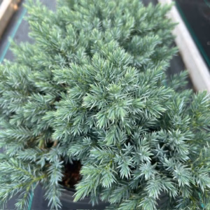 Juniperus squamata 'Blue Star'