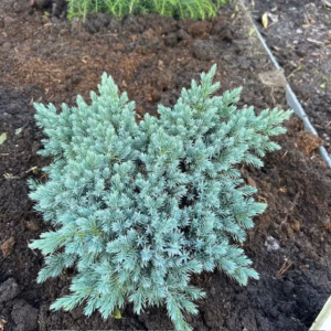 Juniperus squamata 'Blue Star'