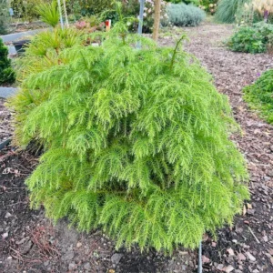 Cryptomeria jap. 'Elegans Virides'
