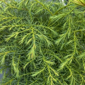 Cryptomeria jap. 'Elegans Virides'