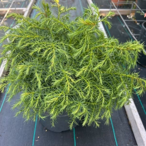 Cryptomeria jap. 'Elegans Virides'