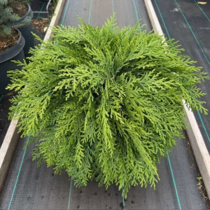 Chamaecyparis law. 'Globosa' 30 - 40 cm (Schijncypres)