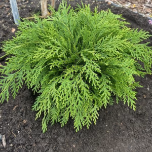 Chamaecyparis law. 'Globosa' 30 - 40 cm (Schijncypres)