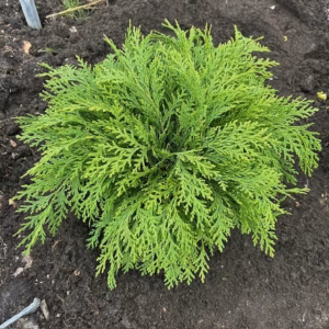 Chamaecyparis law. 'Globosa' 30 - 40 cm (Schijncypres)