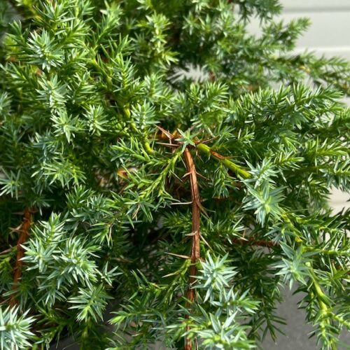 Juniperus chinensis 'Blue Alps'