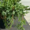 Juniperus chinensis 'Blue Alps'