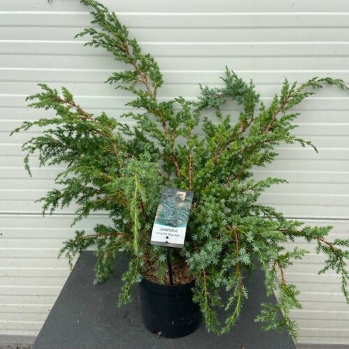 Juniperus chinensis 'Blue Alps'