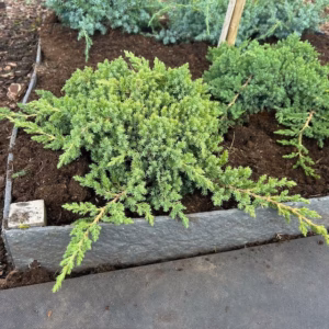 Juniperus procumbens 'Nana'