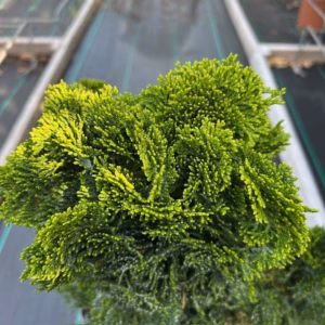 Chamaecyparis obtusa 'Nana Gracilis'