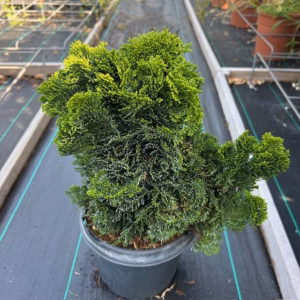 Chamaecyparis obtusa 'Nana Gracilis'