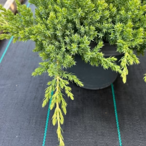 Juniperus procumbens 'Nana'