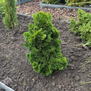 Chamaecyparis obtusa 'Nana Gracilis' 20 - 25 cm (Dwergcypres)