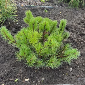 Pinus mugo mughus