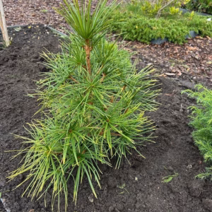 Sciadopitys verticillata (Japanse Parasolden of Kransspar)