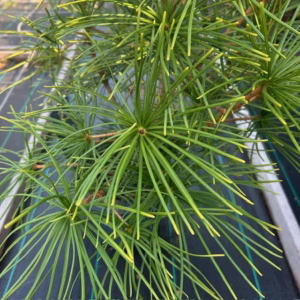 Sciadopitys verticillata (Japanse Parasolden of Kransspar)