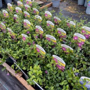 Vinca minor 'Altropurpurea' bij TAS boomkwekerij op de kwekerij in Waddinxveen