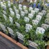 Vinca minor 'Alba' op de kwekerij bij TAS boomkwekerij te Waddinxveen