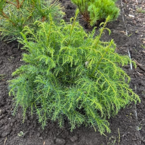 Cryptomeria jap. 'Elegans Virides'
