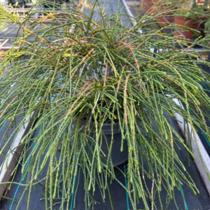 Thuja plicata 'Whipcord'