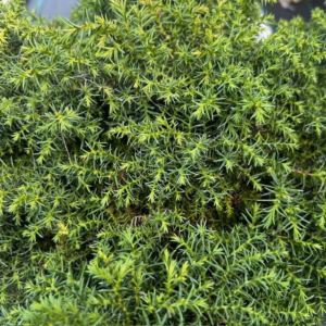 Cryptomeria jap. 'Yokohama'