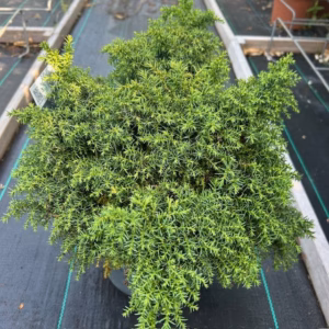 Cryptomeria jap. 'Yokohama'