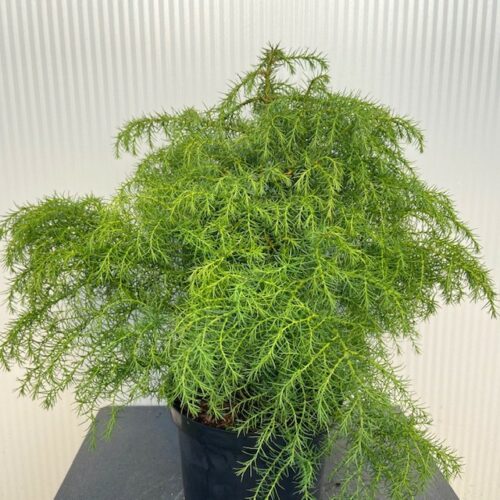 Cryptomeria jap. 'Elegans Virides'