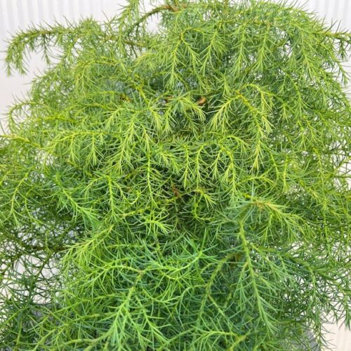 Cryptomeria jap. 'Elegans Virides'