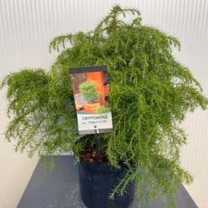 Cryptomeria jap. 'Elegans Virides'