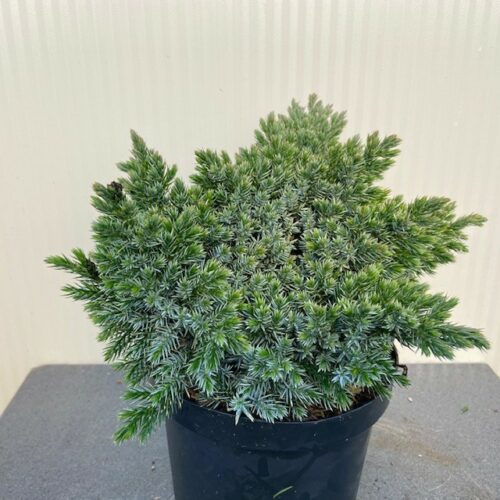 Juniperus squamata 'Blue Star'