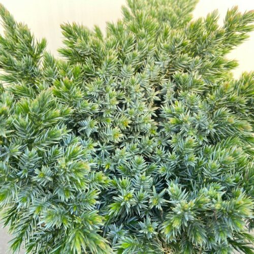 Juniperus squamata 'Blue Star'