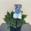Juniperus squamata 'Blue Star'