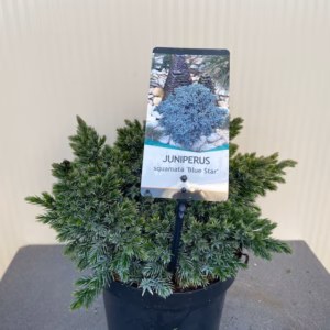 Juniperus squamata 'Blue Star'