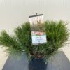 Pinus mugo mughus