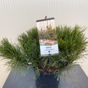 Pinus mugo mughus