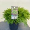 Chamaecyparis law. 'Globosa'
