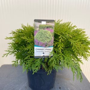 Chamaecyparis law. 'Globosa'