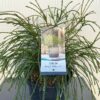 Thuja plicata 'Whipcord'